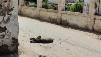 إصابة طفلة ووالدتها عقرهما كلب ضال بالدقهلية 