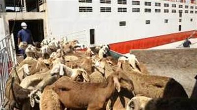 التموين: استقبال 300 رأس ماشية سودانية عبر صندل بميناء الثلج بأبو سمبل