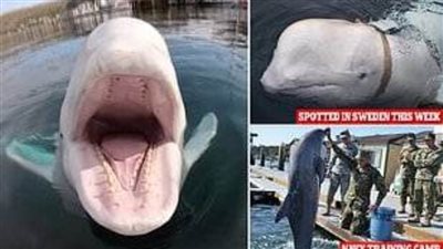عاجل| أحدث أساليب التجسس.. استخدام الحيتان والدلافين في التصنت والأعمال القتالية 