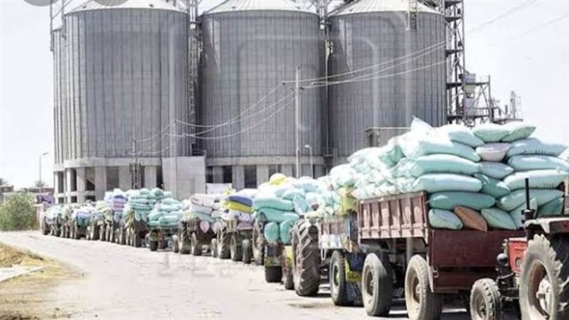 استمرار توريد الاقماح