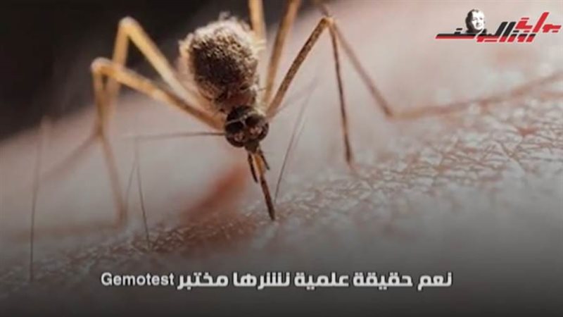 مكافحة الذباب والبعوض