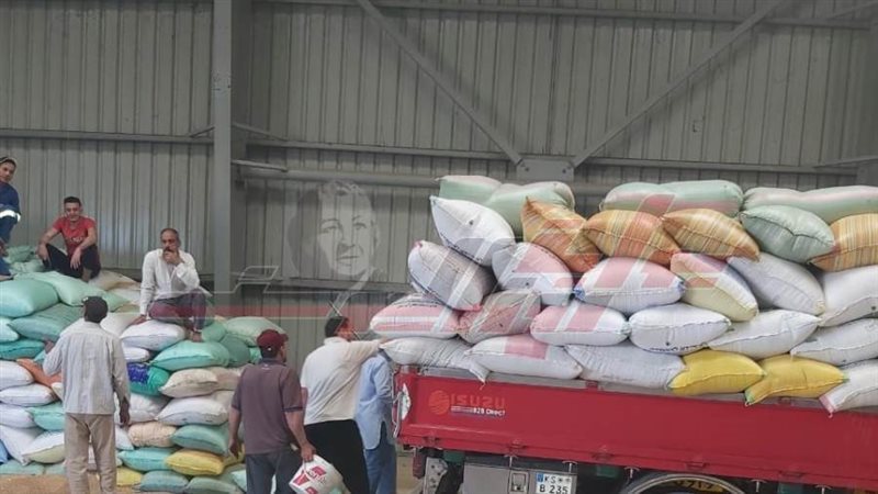 توريد واستلام القمح