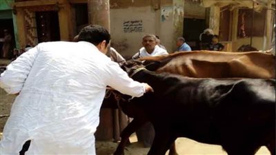 استمرار عمل العيادات البيطرية في علاج وتحصين الحيوانات المختلفة
