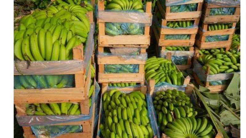 سوابيط الموز