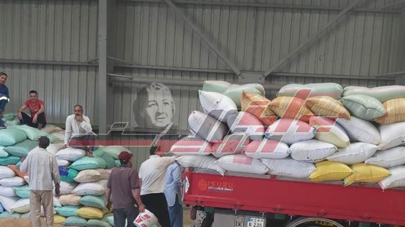 توريد واستلام القمح