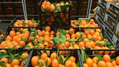 وزير الزراعة يعلن فتح أسواق الفلبين وأوزبكستان أمام الموالح والبصل المصري