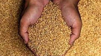 عاجل.. الحكومة تكشف حقيقة تعثر مصر في سداد مدفوعات وارداتها من القمح المستورد
