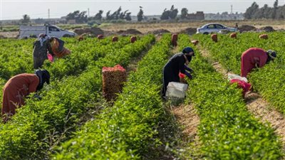 تصريح عاجل من وزير الزراعة بشأن صادرات مصر الزراعية