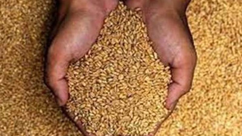 القمح المستورد