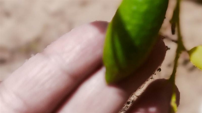 الليمون الكافيار