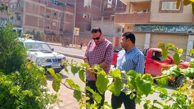 100مليون شجرة.. زراعة 283 ألفًا و238 شجرة مثمرة بمحافظة البحيرة