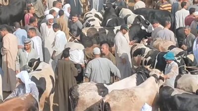 إقبال المواطنين على أسواق المواشي بمحافظة البحيرة لشراء الأضاحي
