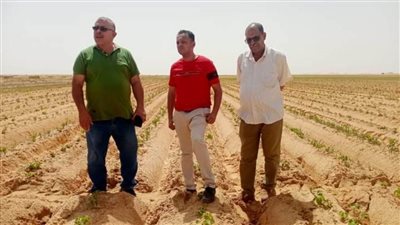 وكيل وزارة الزراعة في جولة تفقدية بمزارع البطاطا بمركزي الداخلة وبلاط