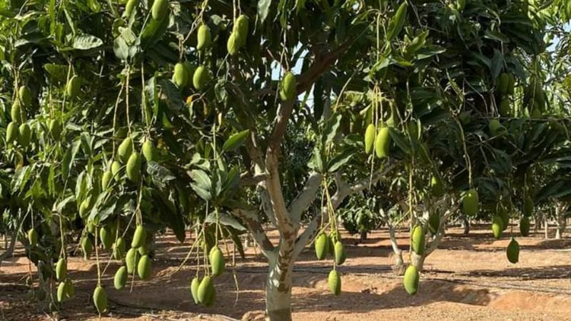 أشجار المانجو تحتاج