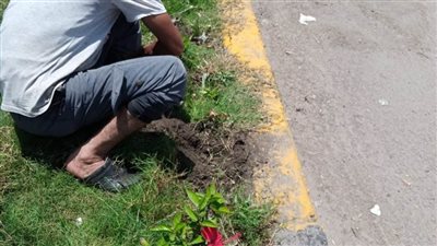 محافظ الإسكندرية: خلال الأسبوع الثالث والأربعين زراعة نحو 2000 شجرة مثمرة