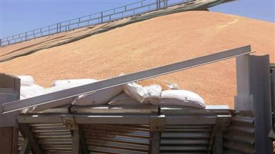 توريد 113 ألف طن قمح لشون وصوامع سوهاج