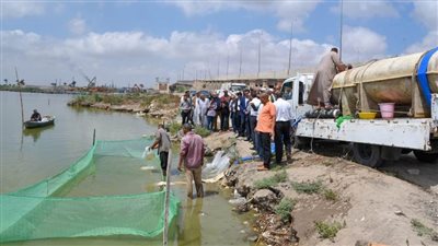 محافظ الإسكندرية يشهد إلقاء 600 ألف زريعة أسماك ببحيرة مريوط كدفعة أولى