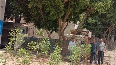 استمرار أعمال التشجير بمركزي القوصية والفتح