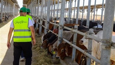 تضامن الشرقية تعلن توزيع 30 رأس ماشية و15 ألف كيلو لحوم