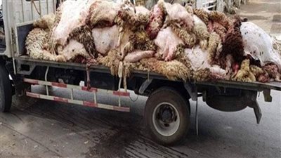 قرار عاجل من محافظ الجيزة بشأن نقل وحفظ جلود الهدي والأضاحى