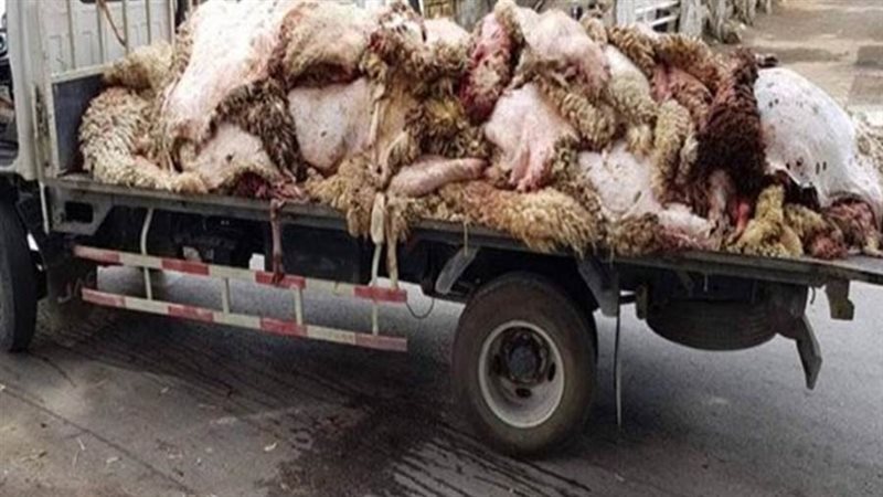 جلود الهدي والأضاحى