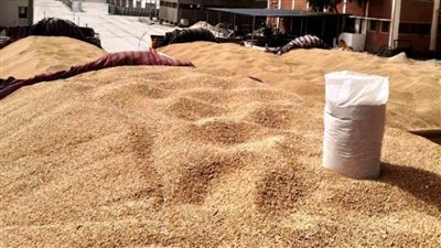 توريد أكثر من 124 ألف طن قمح لشون وصوامع سوهاج