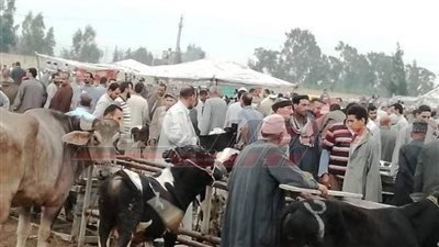 مدير الإدارة البيطرية يكشف لـ