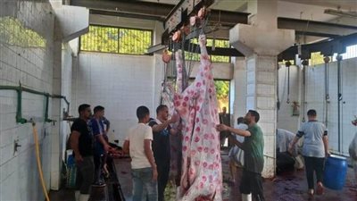 مجازر المنيا تنهي استعداداتها لذبح أضاحي العيد مجانًا