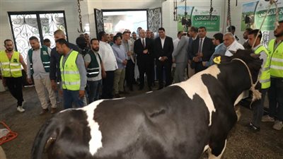 محافظ بني سويف يشهد ذبح الأورمان أضاحي يستفيد منها 30 ألف أسرة