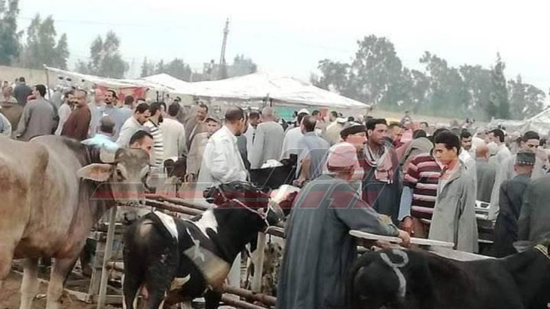 شراء الأضاحي