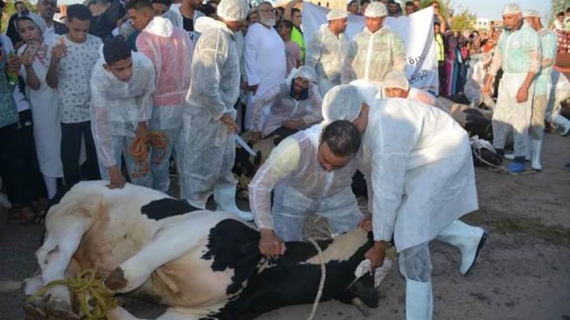 نحر عدد من الأضاحي