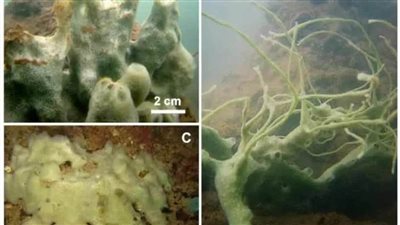 عاجل.. العلماء يحددون نوع 