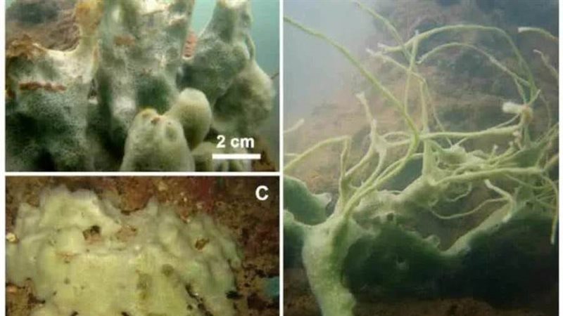 المخلوق الغامض