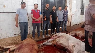 محافظ المنيا: ذبح 853 رأس ماشية بالمجان في مجازر المحافظة خلال العيد