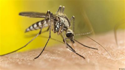 البعوض والصيف.. 