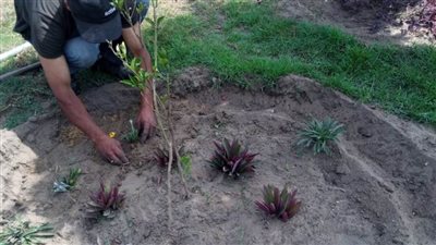 زراعة نحو ٢٥٠٠ شجرة مثمرة وغير مثمرة بأحياء الإسكندرية 