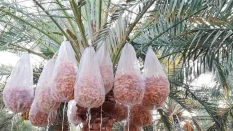 مرحلة تكييس البلحالزماط