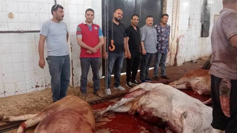 ذبح الأضاحى بالمجان