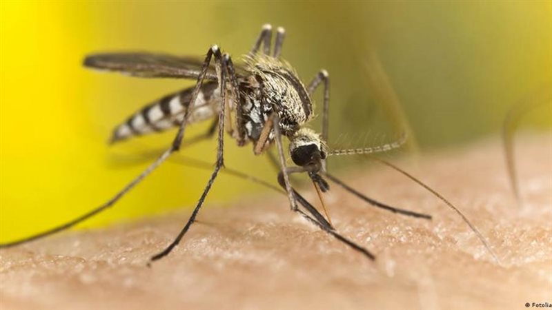 لدغات البعوض