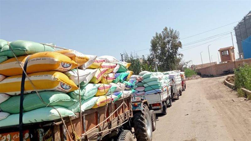 توريد واستلام القمح