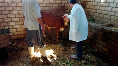 تحصين 47581 رأس ماشية خلال يومين من الحملة القومية للتحصين بالبحيرة