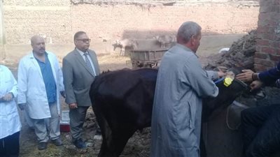 تحصين 21 ألف رأس ماشية خلال الحملة القومية لمواجهة الحمى القلاعية