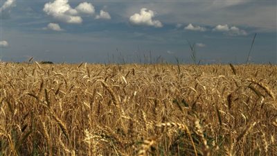 اتحاد الحبوب الروسي يؤكد التزامه بمواصلة إمدادات الحبوب بأسعار تنافسية