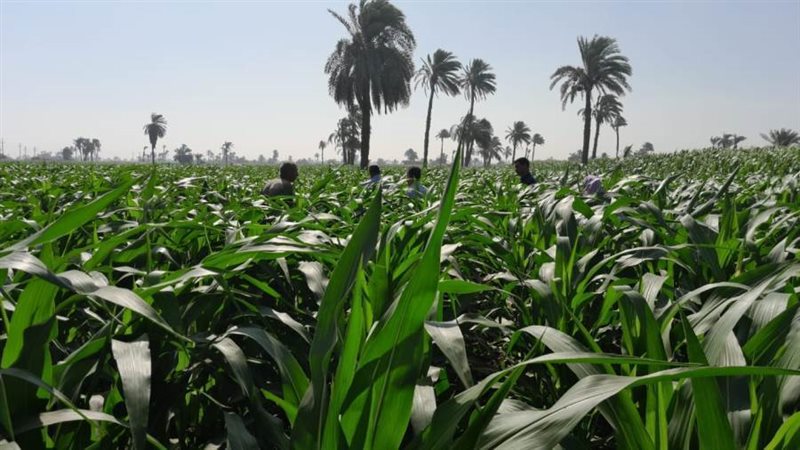 الزراعة الشامية ببنى