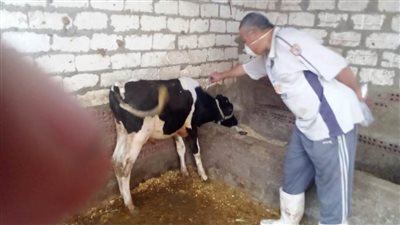 تحصين 120 ألف رأس ماشية ضد الحمى القلاعية والوادي المتصدع بالبحيرة 