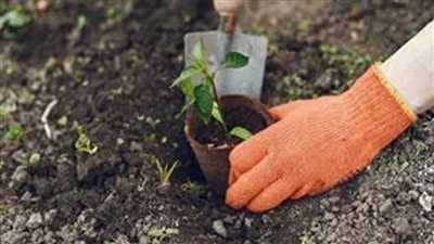 تكثيف أعمال زراعة الأشجار والنباتات ورفع كفاءة الحدائق بأحياء الإسكندرية