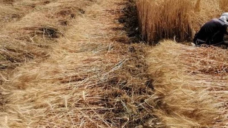 قمح _ أرشيفية