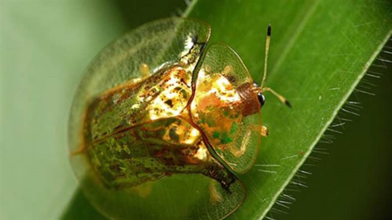 الخنفساء الذهبية