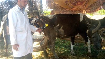 تحصين 120 ألف رأس ماشية خلال الحملة القومية للتحصين بالبحيرة