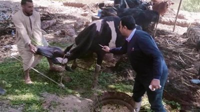 تحصين 23 ألف رأس ماشية ضد الحمى القلاعية والوادي المتصدع بالمنيا